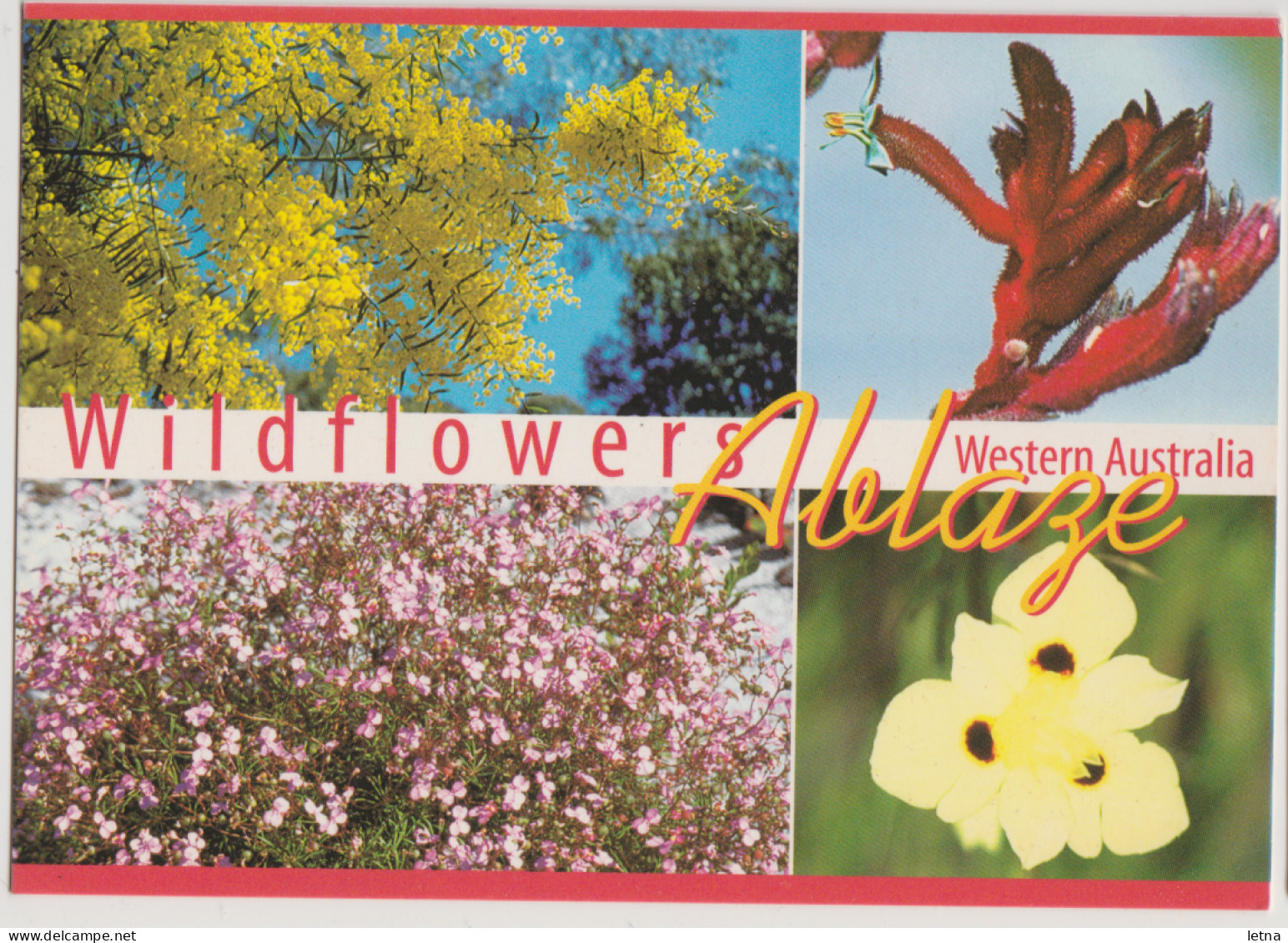 WESTERN AUSTRALIA WA Wildflowers Multiviews Hughes WAS3 ERROR Postcard C2000s - Sonstige & Ohne Zuordnung