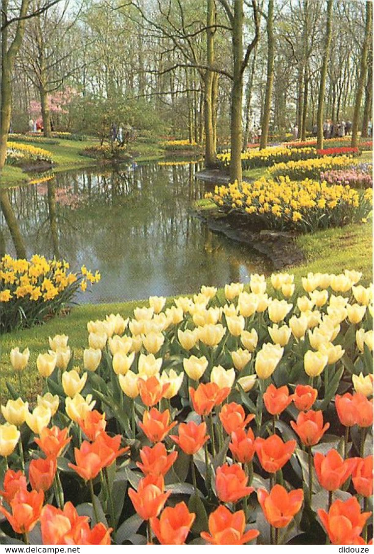 Pays-Bas - Nederland - Lisse - Keukenhof - Fleurs - CPM - Voir Scans Recto-Verso - Lisse