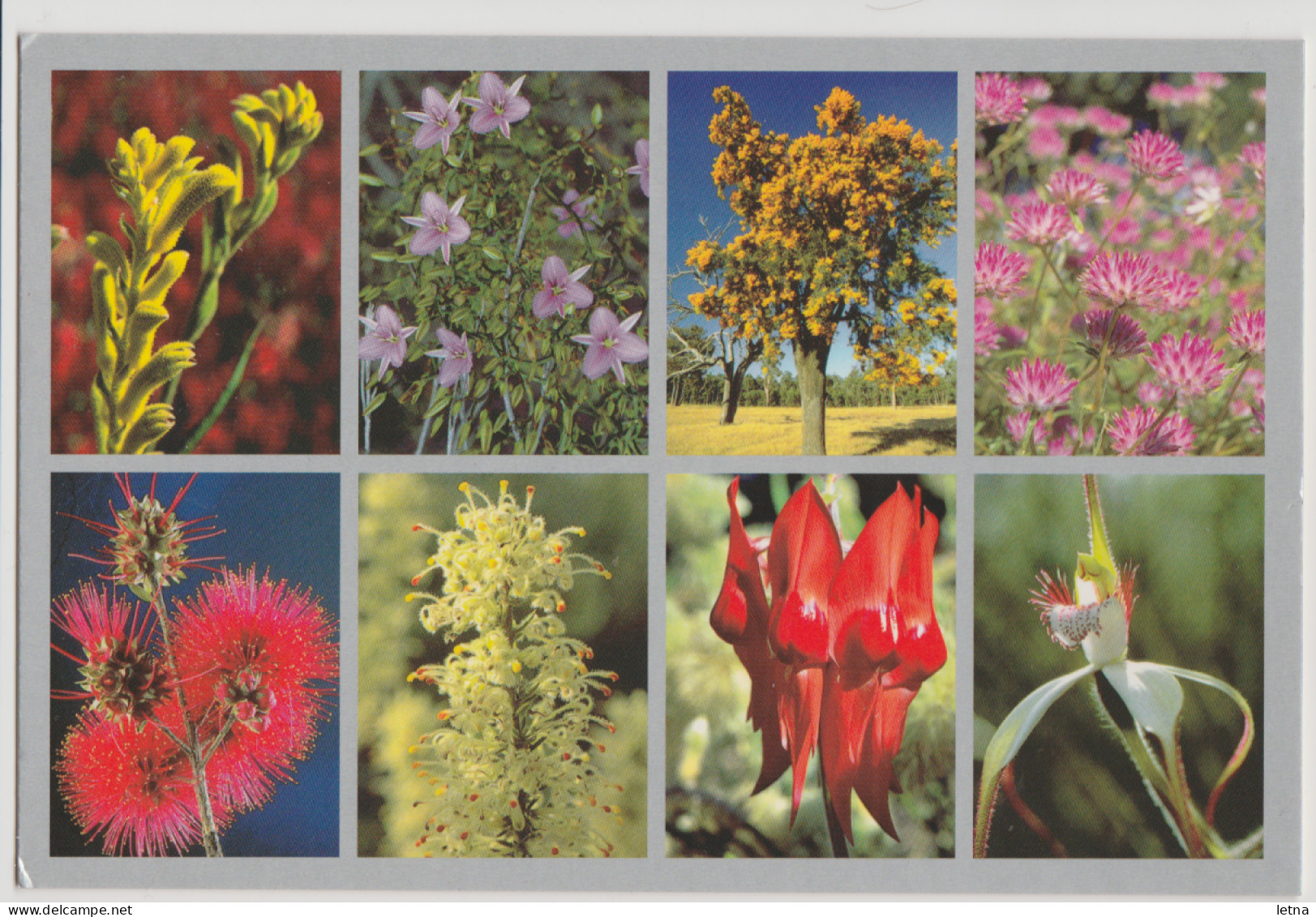 WESTERN AUSTRALIA WA Wildflowers Multiviews Art Mail NO.308 Postcard C2000s - Sonstige & Ohne Zuordnung