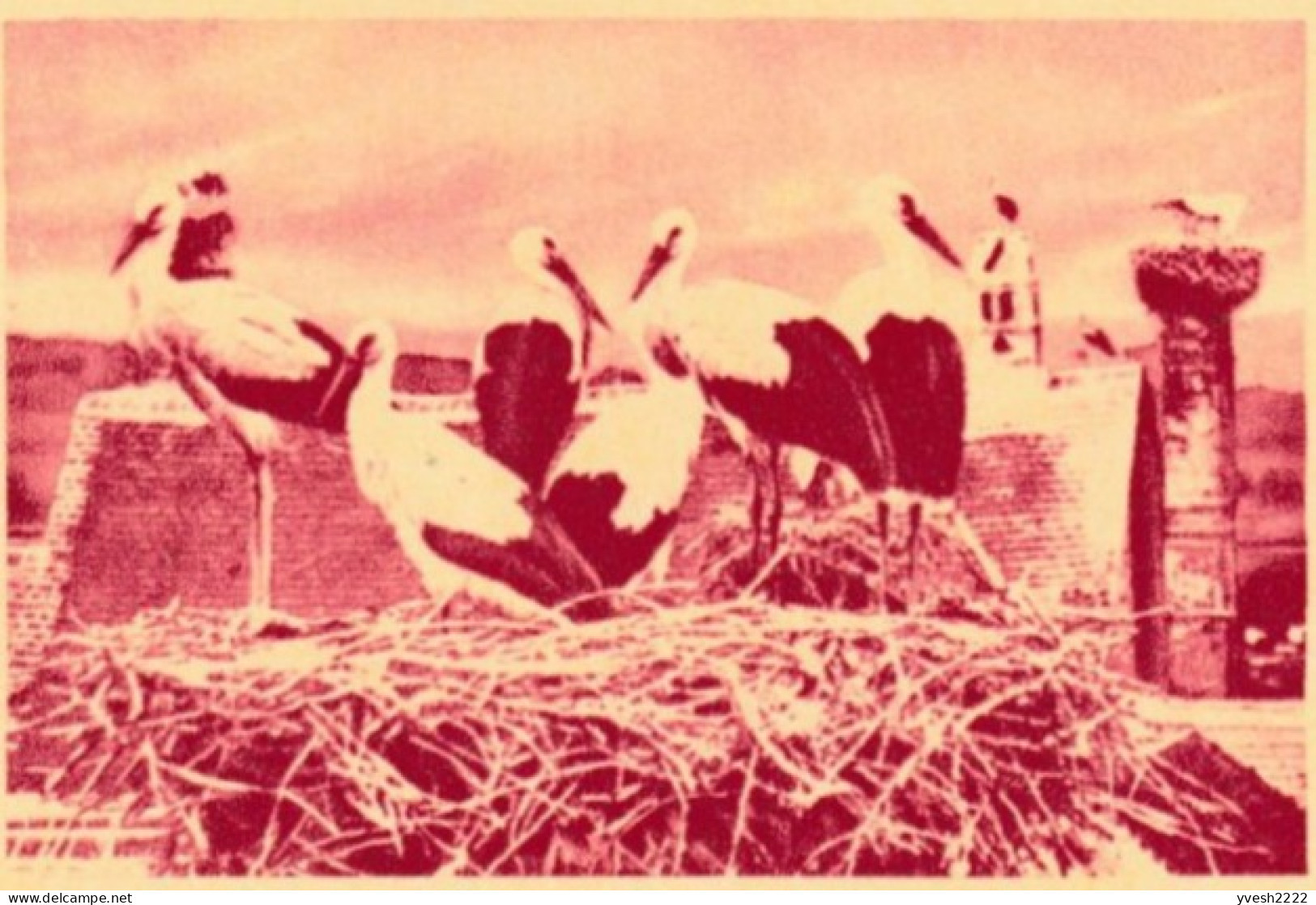 Autriche 1975. Entier Postal Touristique. Cigognes Au Repos. Superbe - Picotenazas & Aves Zancudas