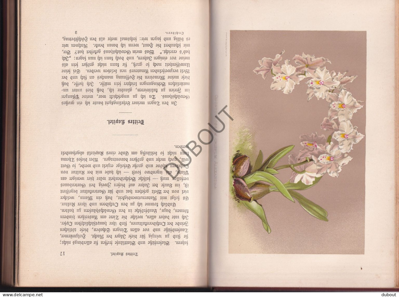 Botanica - Uber Orchideen - F. Boyle 1896 Berlin (S356) - Alte Bücher