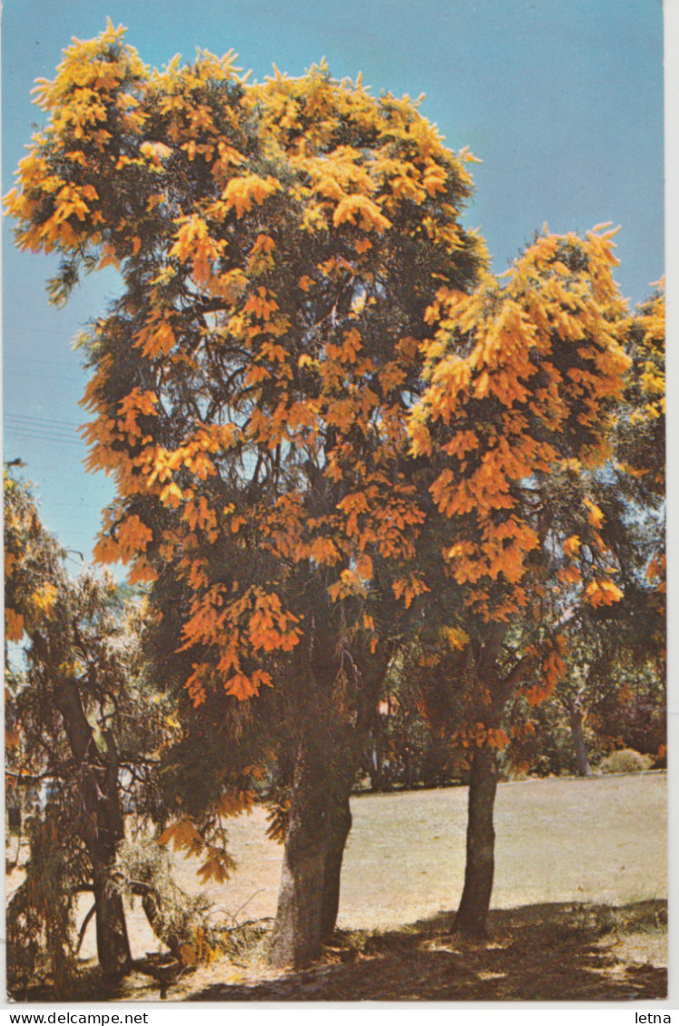 WESTERN AUSTRALIA WA Yellow Flowered CHRISTMAS TREE Emu Souvenirs Gen2 Postcard 1970s - Altri & Non Classificati