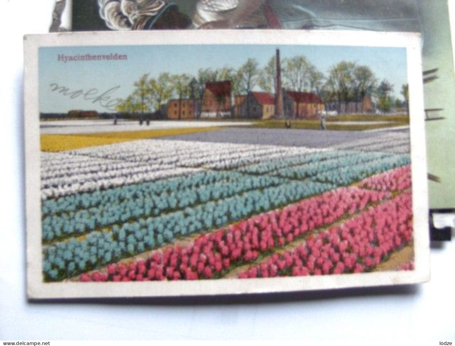 Nederland Holland Pays Bas Bloemen Hyacinthenvelden Oud - Katwijk (aan Zee)