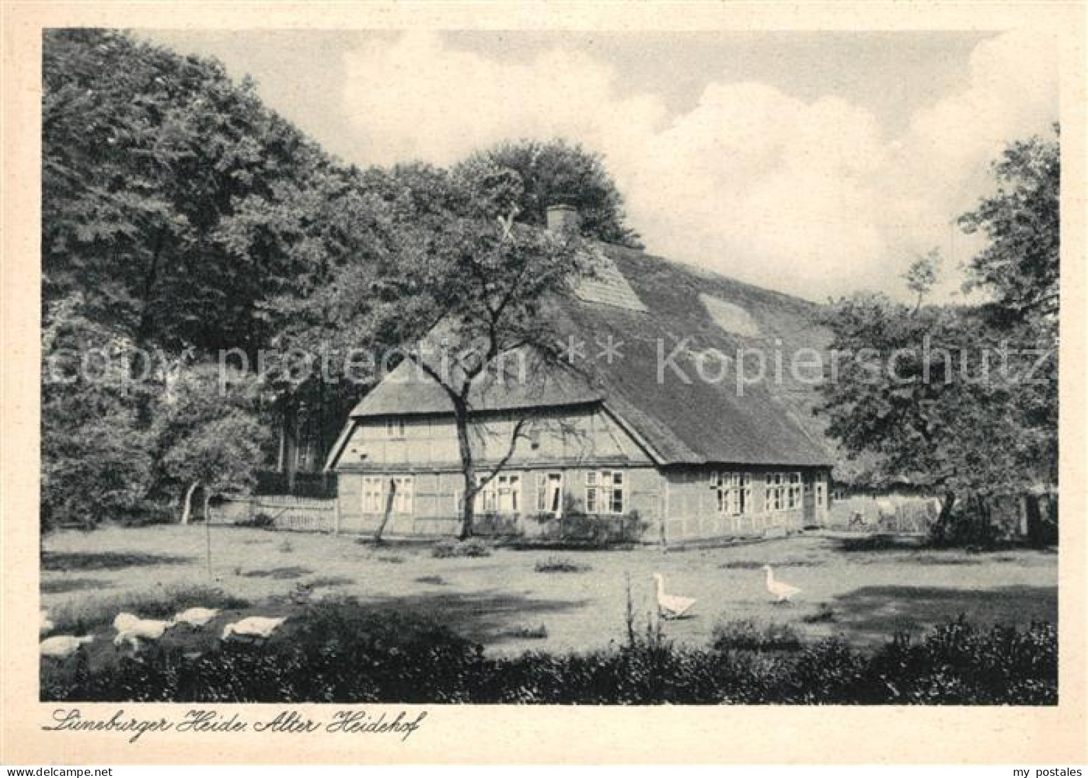 73164141 Lueneburger Heide Alter Heidehof Lueneburger Heide - Walsrode