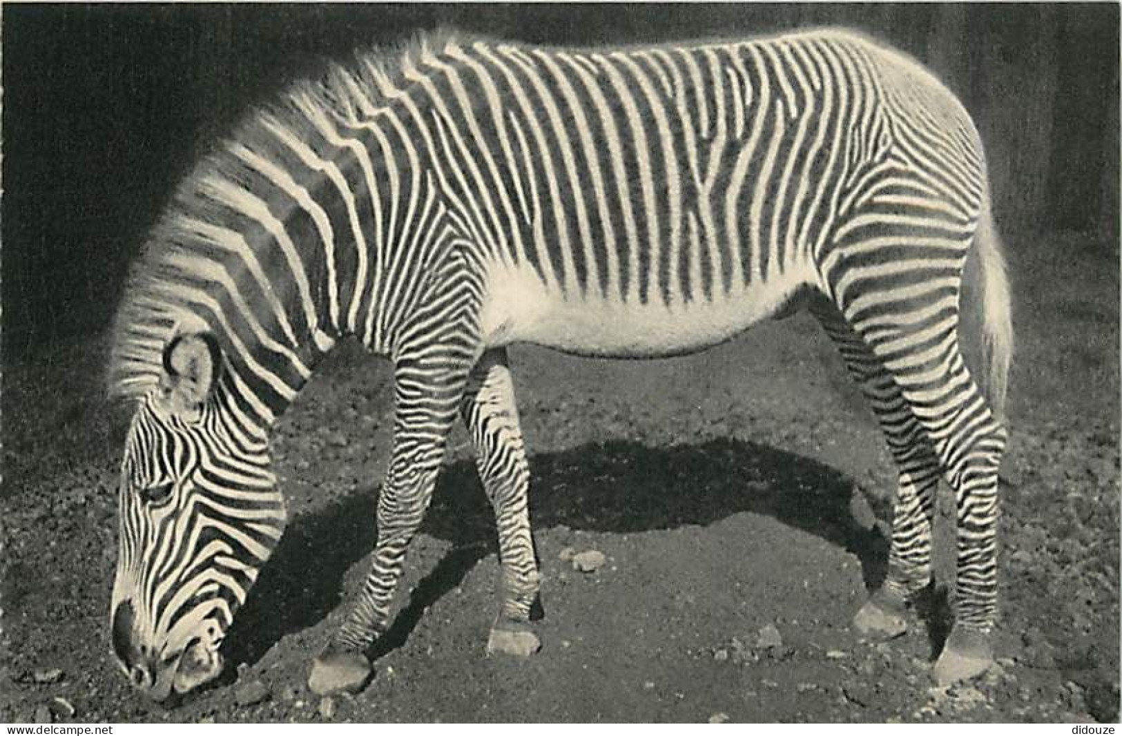 Animaux - Zèbres - Museum National D'Histoire Naturelle - Parc Zoologique Du Bois De Vincennes - Un Zèbre De Grévy - CPA - Cebras