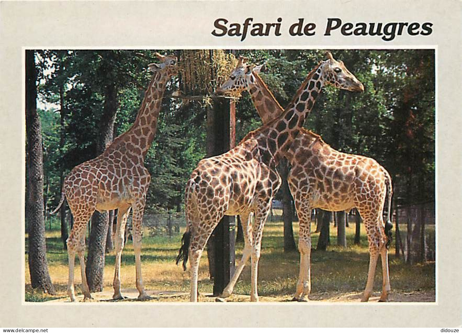 Animaux - Girafes - Peaugres - Safari Parc - Carte Neuve - CPM - Voir Scans Recto-Verso - Giraffes