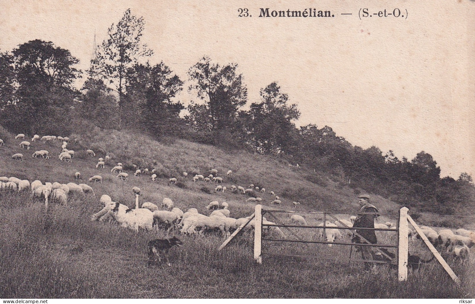 MONTELIAN(MOUTON) BERGER - Gonesse