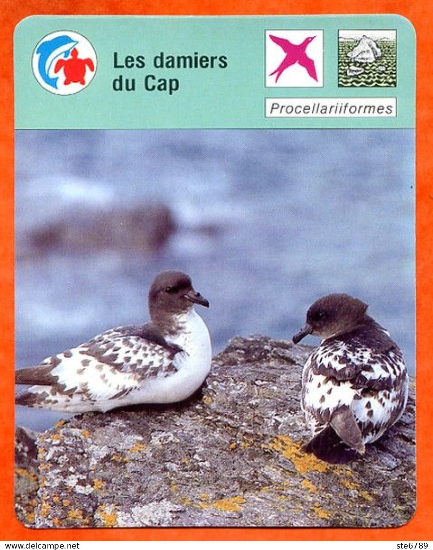 Les Damiers Du Cap   Oiseau  Animaux Fiche Illustrée Cousteau  N° 1724 - Animaux