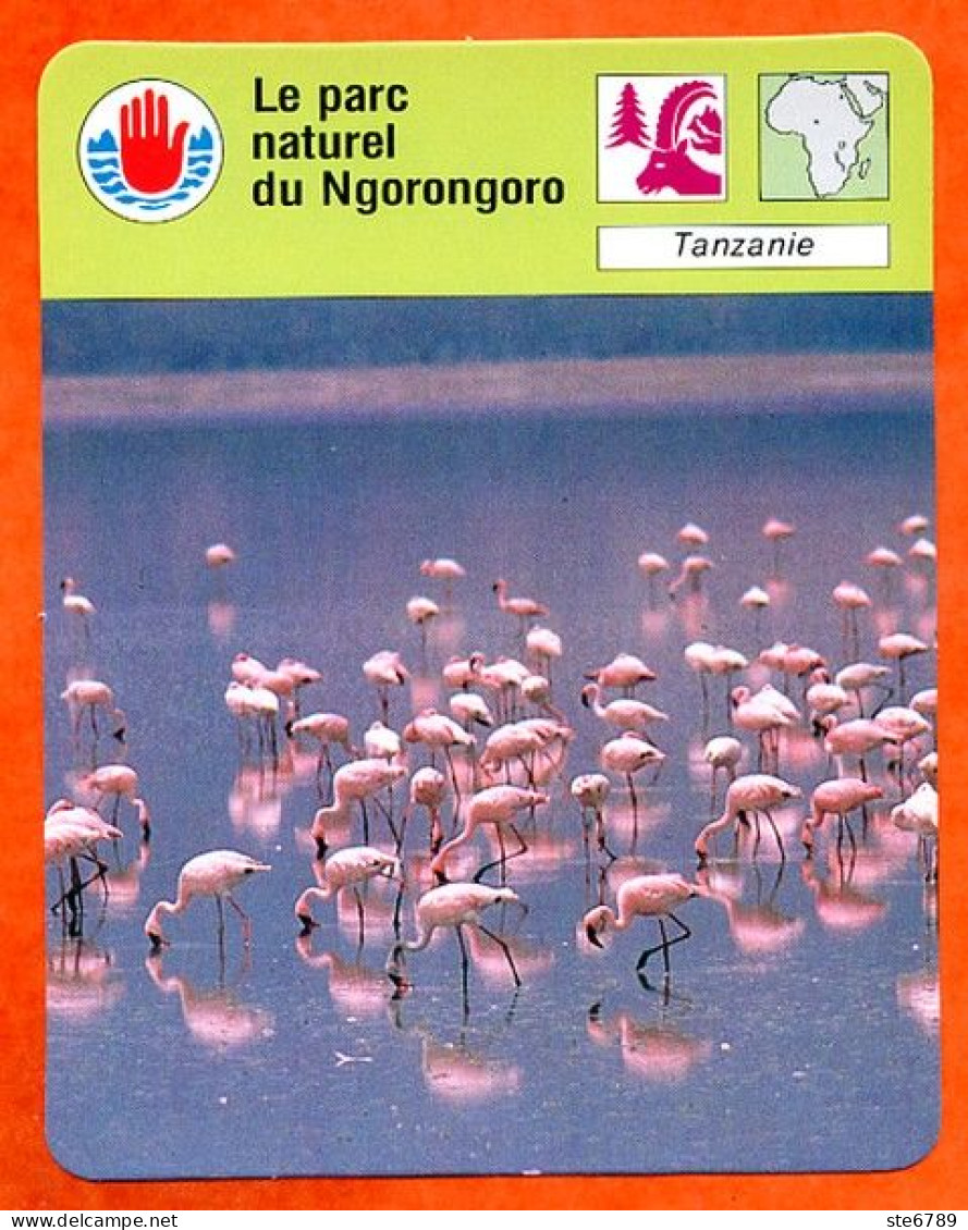 Le Parc Naturel De Ngorongoro Tanzanie  Défense De L'environnement Fiche Illustrée Cousteau  N° 2248 - Géographie
