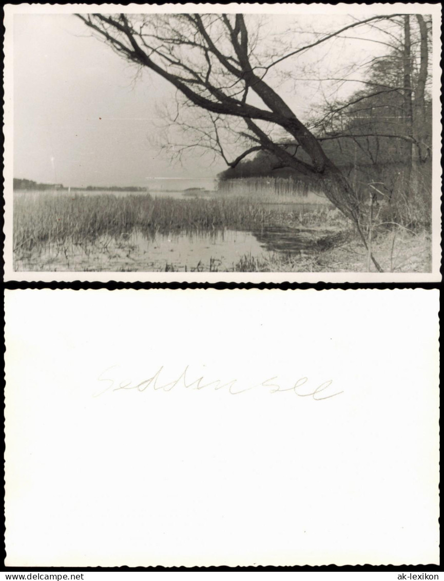 Schmöckwitz-Berlin Seddinsee Uferpartie Mit Baum 1950 Privatfoto Foto - Schmoeckwitz