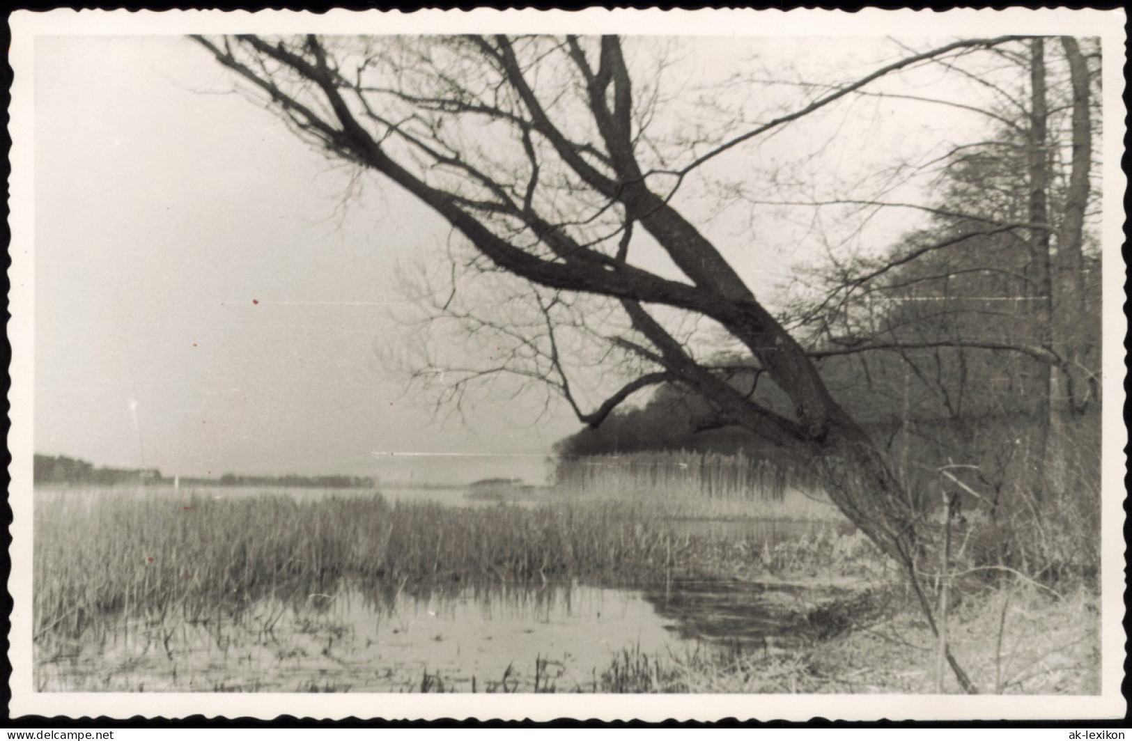 Schmöckwitz-Berlin Seddinsee Uferpartie Mit Baum 1950 Privatfoto Foto - Schmöckwitz