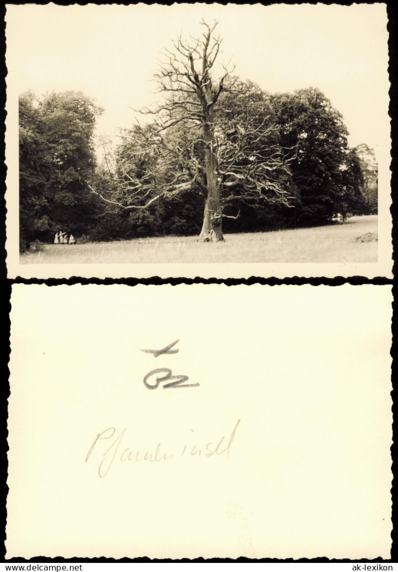 Foto Wannsee-Berlin Toter Baum Auf Der Pfaueninsel 1950 Foto - Wannsee