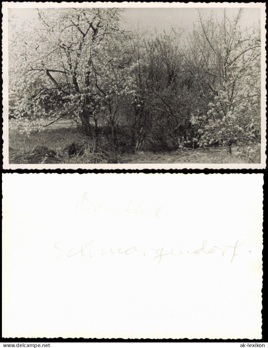 Foto Schmargendorf-Berlin Baumblüte 1950 Privatfoto Foto - Schmargendorf