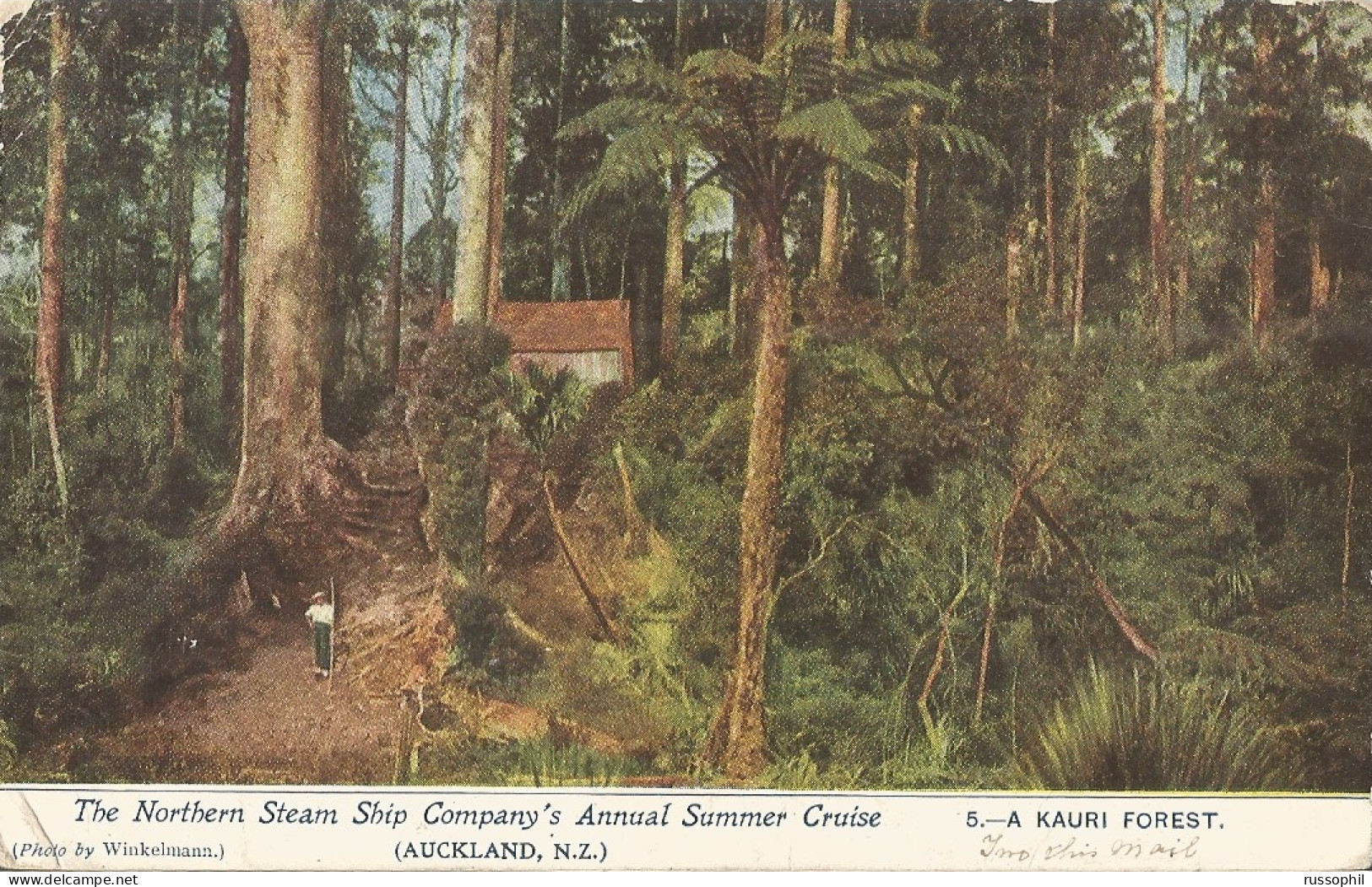 NZ - FRANKED PC (VIEW OF KORI FOREST) SENT FROM MAMAKU (ROTORUA) TO BELGIUM  - 1906 - Briefe U. Dokumente