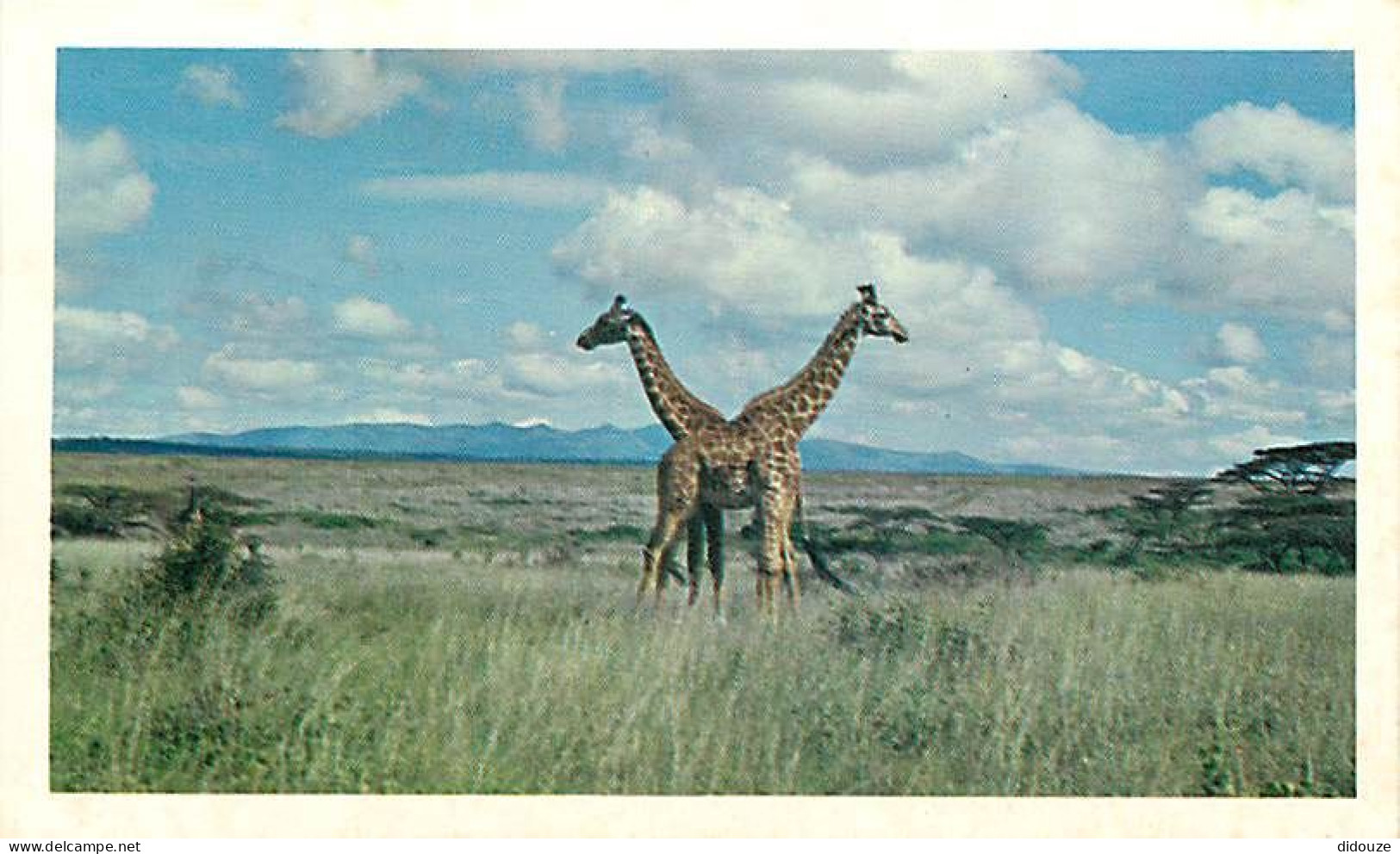 Animaux - Girafes - Collection Safari Prisunic - Carte Neuve - CPM - Voir Scans Recto-Verso - Jirafas