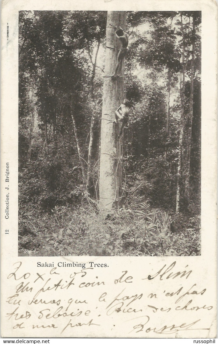 FEDERATED MALAY STATES - FRANKED PC (SAKAI CLIMBING TREES) FROM PENANG TO FRANCE - 1905 - Federated Malay States