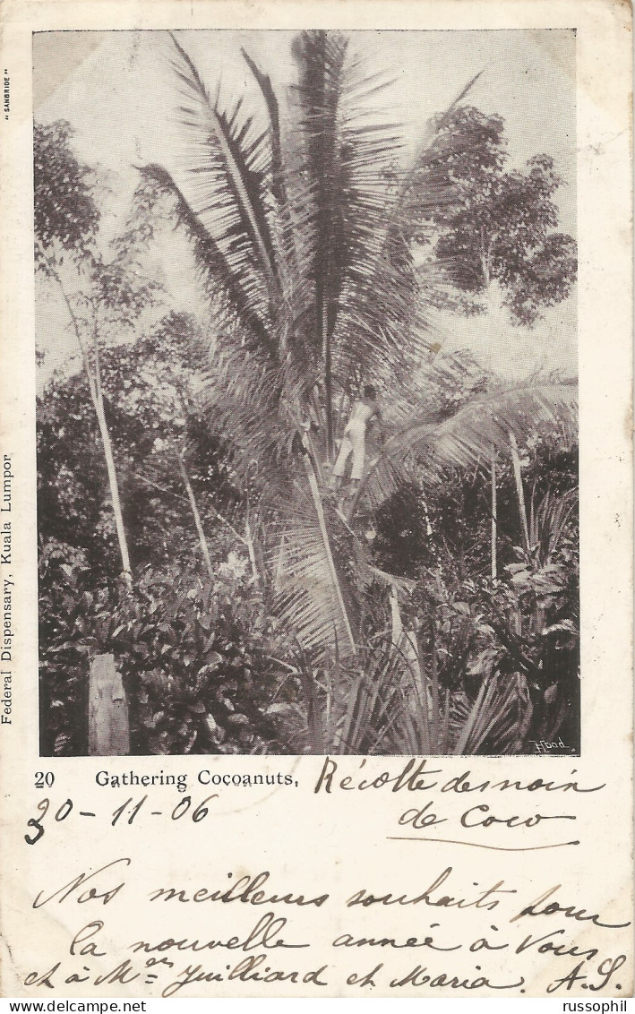 FEDERATED MALAY STATES - FRANKED PC (GATHERING COCONUTS) FROM PORT DICKSON TO FRANCE - 1906 - Federated Malay States
