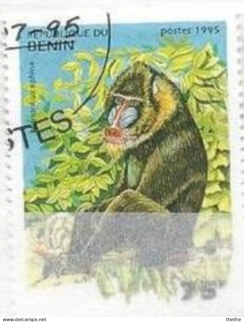 BENIN - Mandrill (Mandrillus Sphinx) - Apen