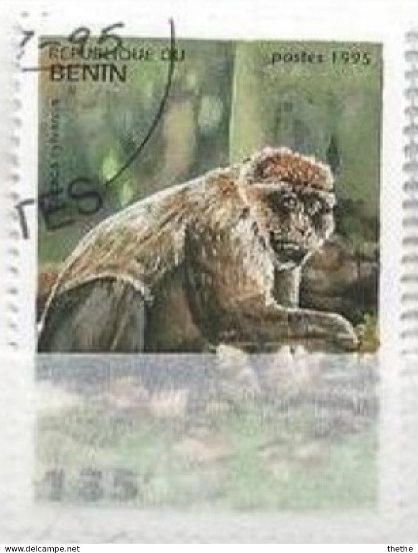 BENIN - Macaque De Barbarie (Macaca Sylvanus) - Singes