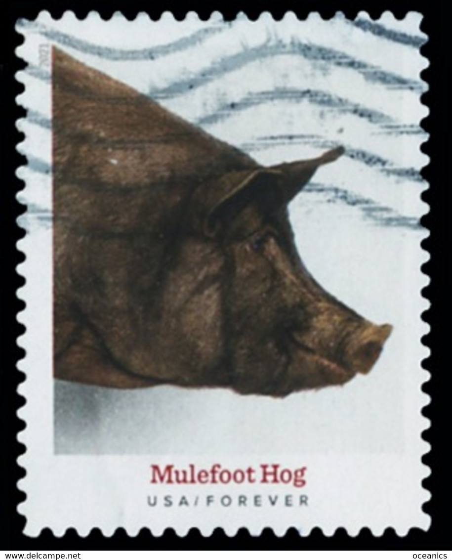 Etats-Unis / United States (Scott No.5583 - Heritage Breeds) (o) - Usati