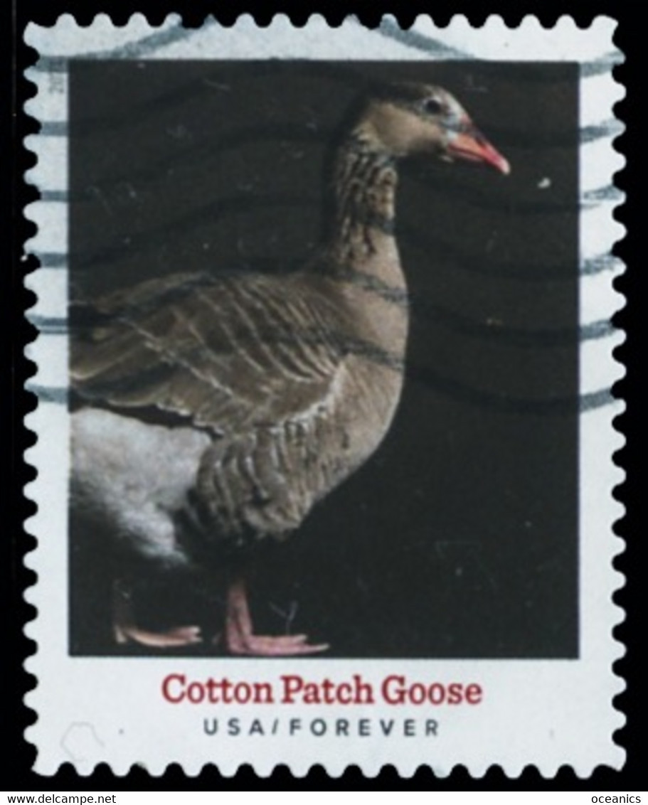 Etats-Unis / United States (Scott No.5588 - Heritage Breeds) (o) - Usati