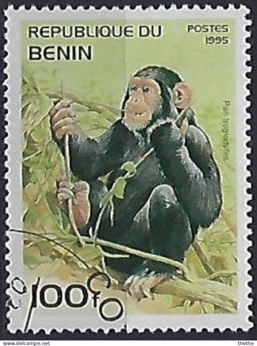 BENIN - Chimpanzé (Pan Troglodytes) - Chimpanzees