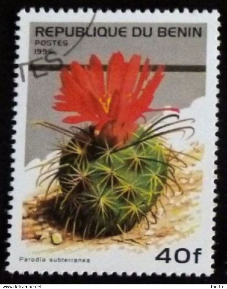 BENIN -  Cactus - Parodia Subterranea - Cactusses