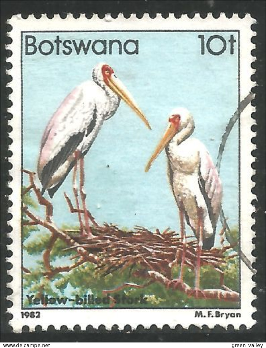 210 Botswana Yellow-billed Stork Cigogne Cicogna Storch Ciguena Cegonha Ooievaar (BOT-35) - Storks & Long-legged Wading Birds