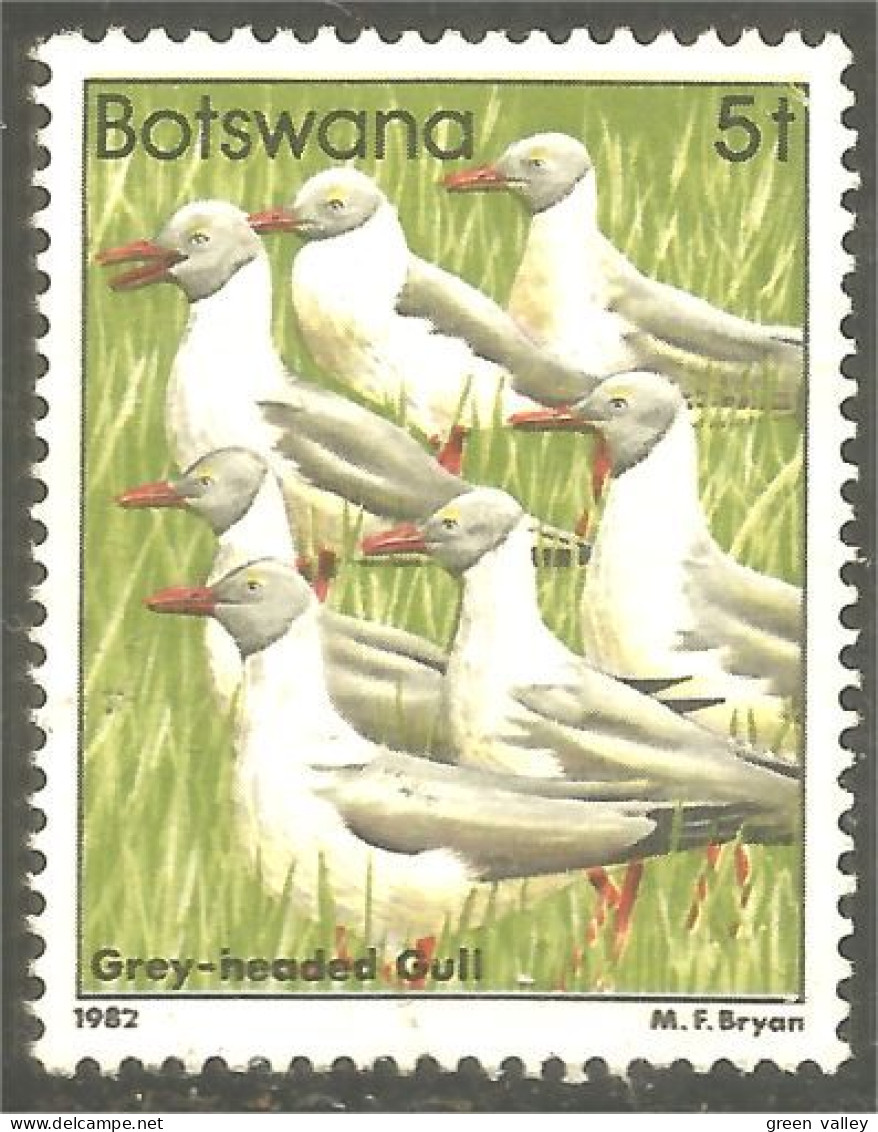 210 Botswana Oiseau Bird Vogel Uccello Grey-headed Gull Mouette (BOT-33i) - Gabbiani