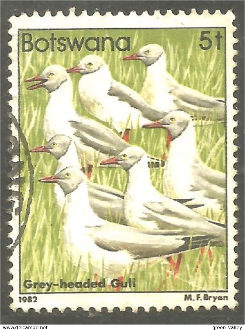 210 Botswana Oiseau Bird Vogel Uccello Grey-headed Gull Mouette (BOT-33g) - Gabbiani