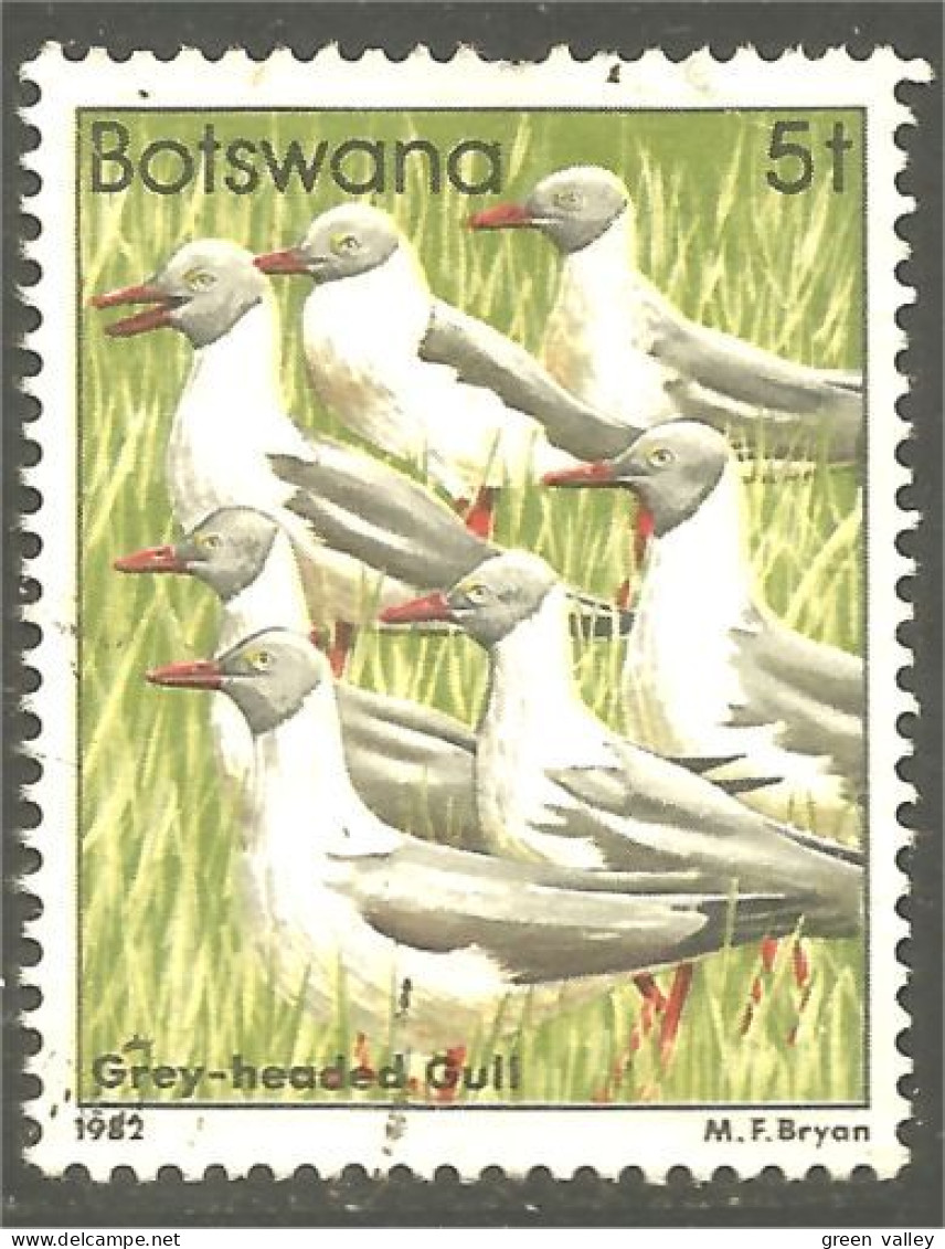 210 Botswana Oiseau Bird Vogel Uccello Grey-headed Gull Mouette (BOT-33h) - Seagulls