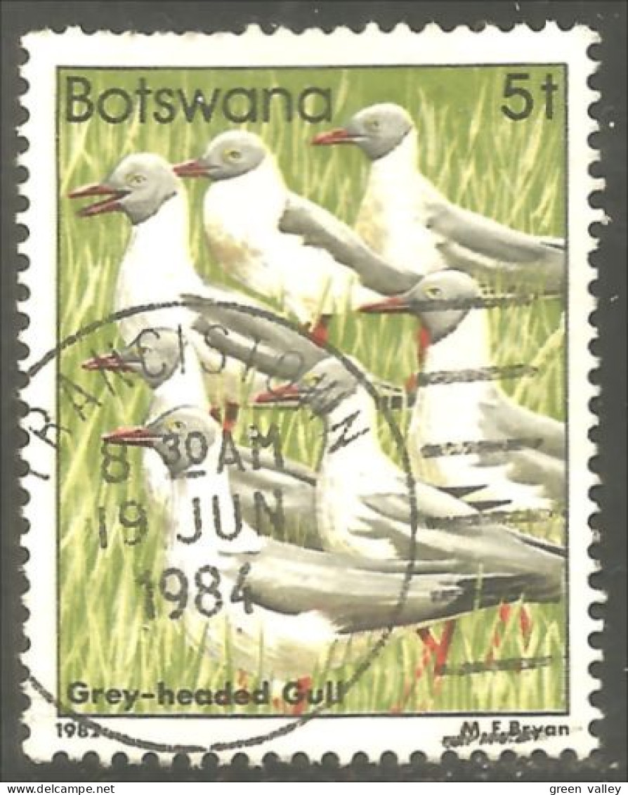210 Botswana Oiseau Bird Vogel Uccello Grey-headed Gull Mouette (BOT-33j) - Gaviotas