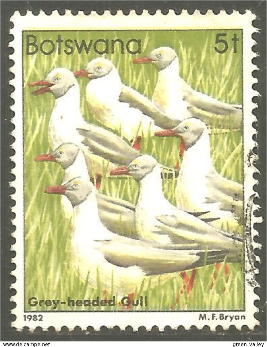 210 Botswana Oiseau Bird Vogel Uccello Grey-headed Gull Mouette (BOT-33a) - Botswana (1966-...)