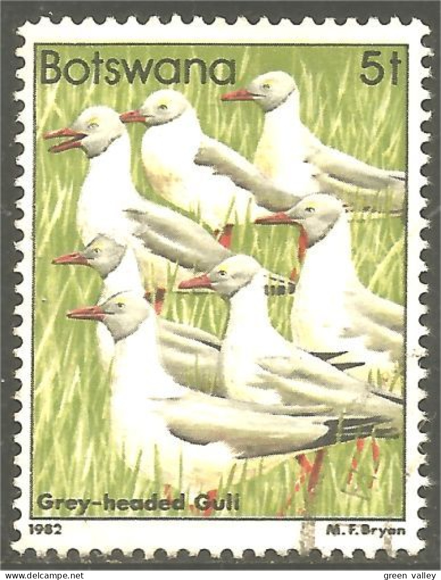 210 Botswana Oiseau Bird Vogel Uccello Grey-headed Gull Mouette (BOT-33b) - Botswana (1966-...)