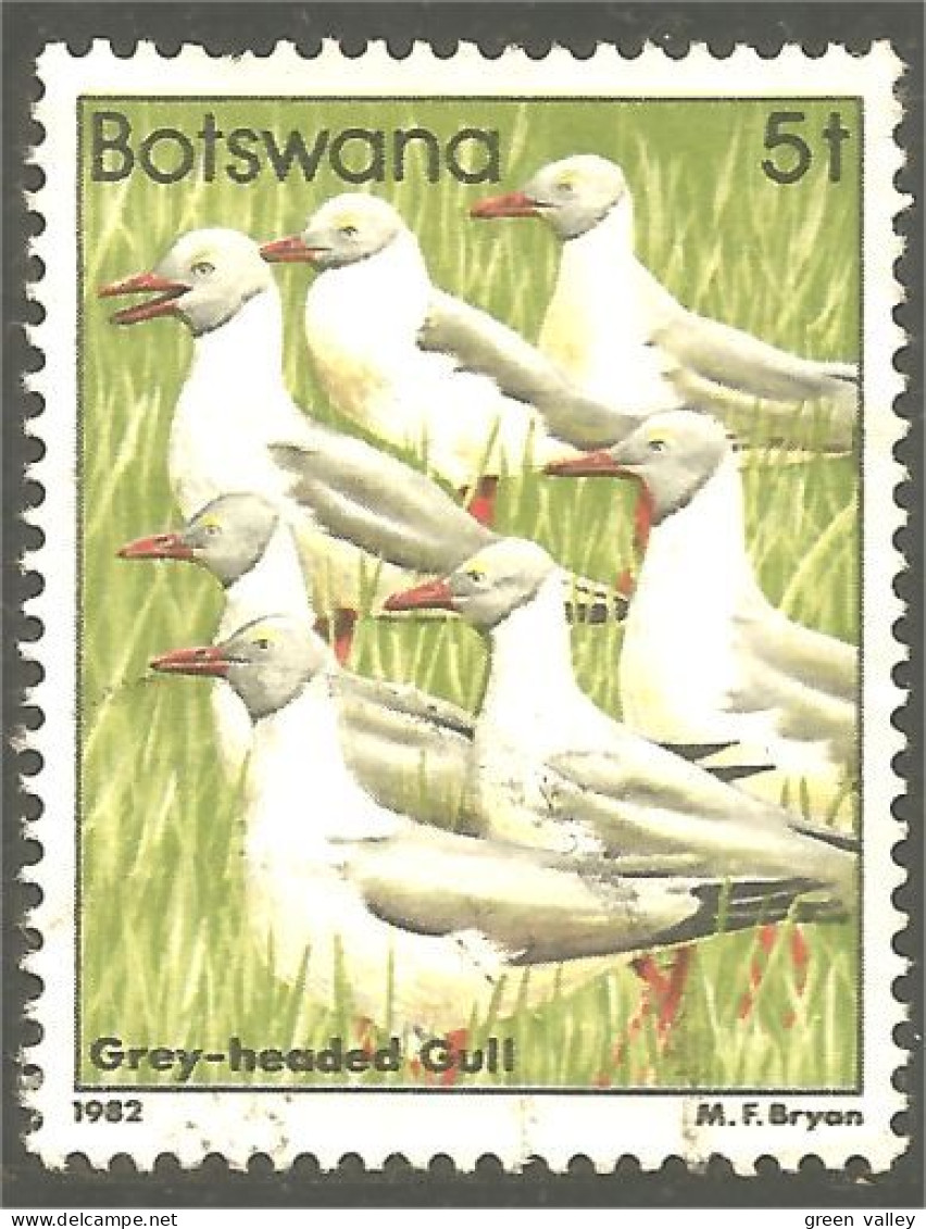 210 Botswana Oiseau Bird Vogel Uccello Grey-headed Gull Mouette (BOT-33c) - Botswana (1966-...)