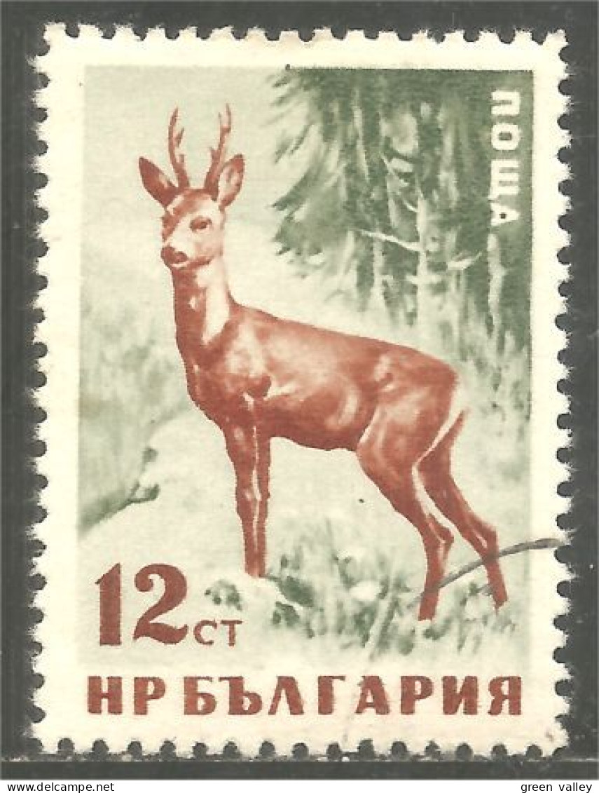 230 Bulgarie Chevreuil Deer Hirsch Cervo (BUL-439) - Game