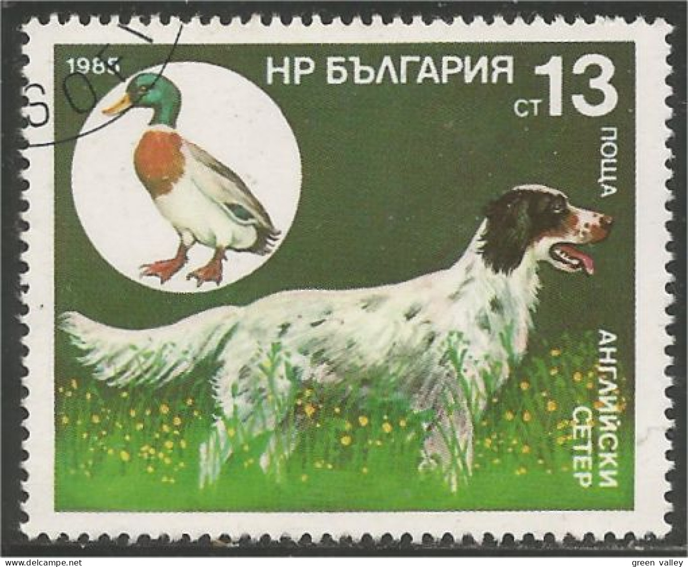 230 Bulgarie Dog Chien Hund Cane Hond Perro Canard Duck Ente (BUL-430) - Ducks