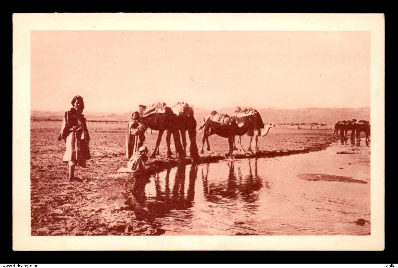 ALGERIE - SAHARA - LAGHOUAT - L'OUED M'ZI - CHAMEAUX - Laghouat