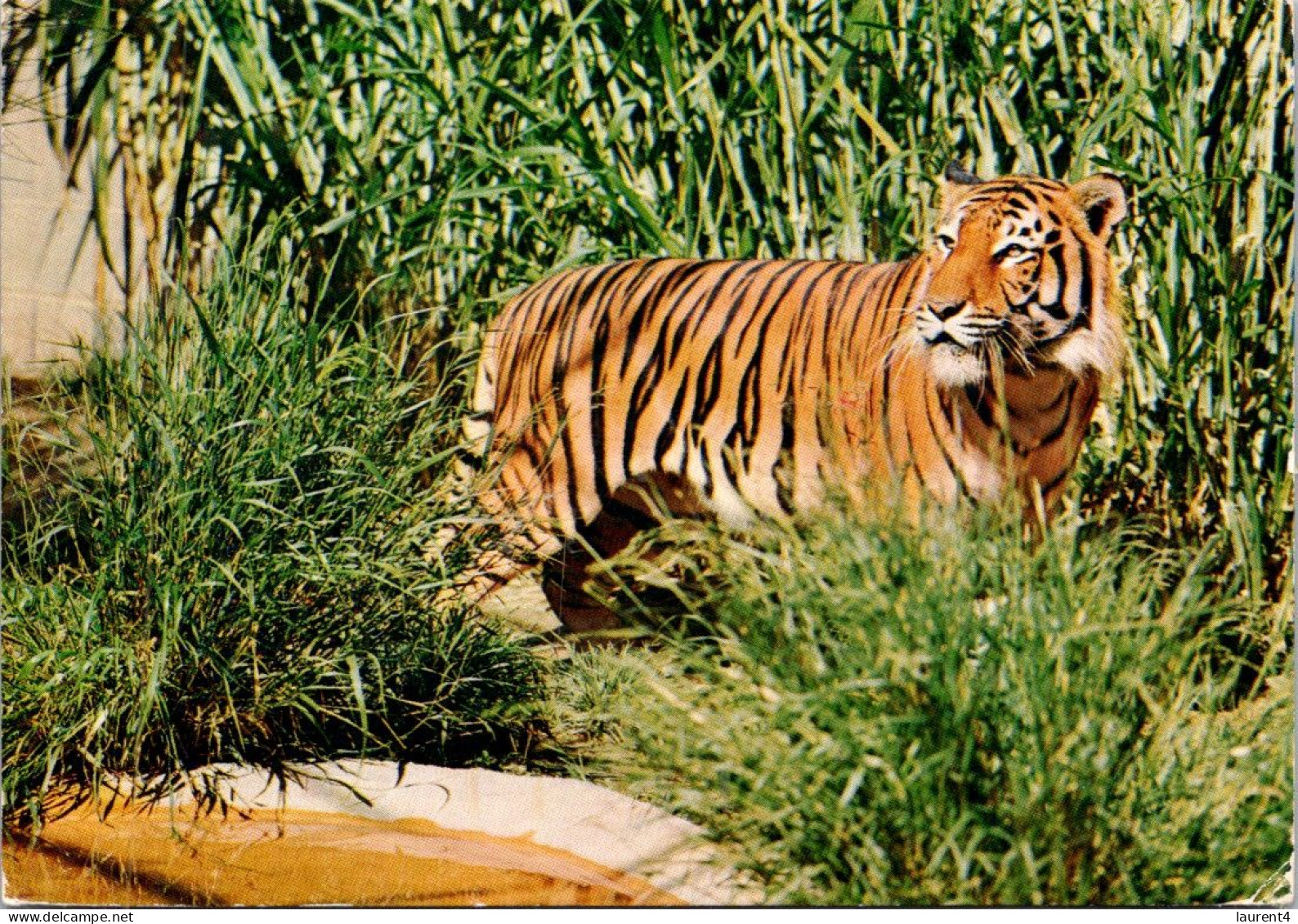 6-3-2025 (2 Y 16) Australia - SA - Adelaide Zoo Tigers (posted 1971 With RSPCA Stamp At Back) - Tigres