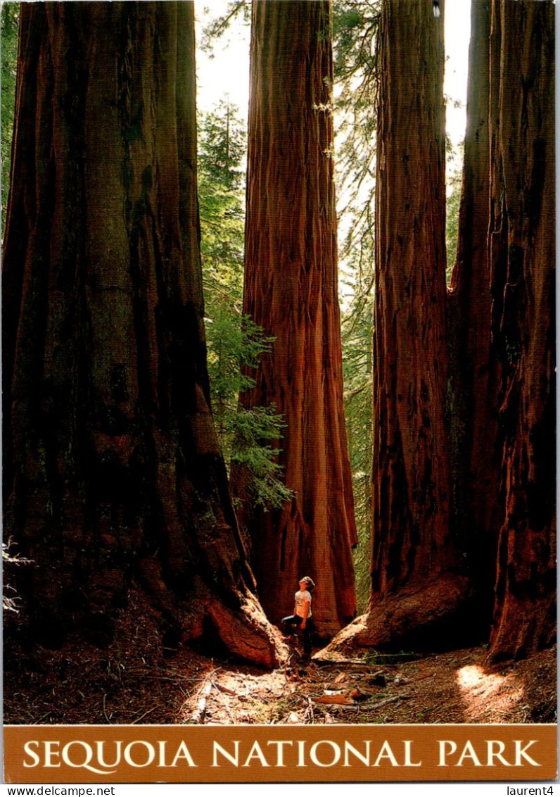 6-3-2025 (2 Y 18) USA - Sequoia National Park (geant Trees - Posted To Australia 2013) - Alberi