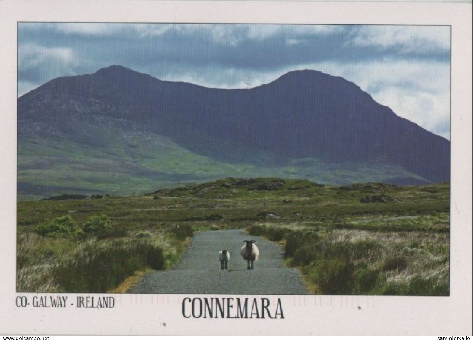 75848 - Irland - Connemara - 2011 - Galway