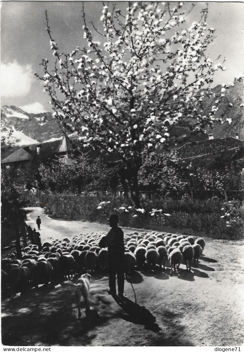 Viareggio 1950 GF Pastore Con Pecora E Cane Primavera - Viareggio