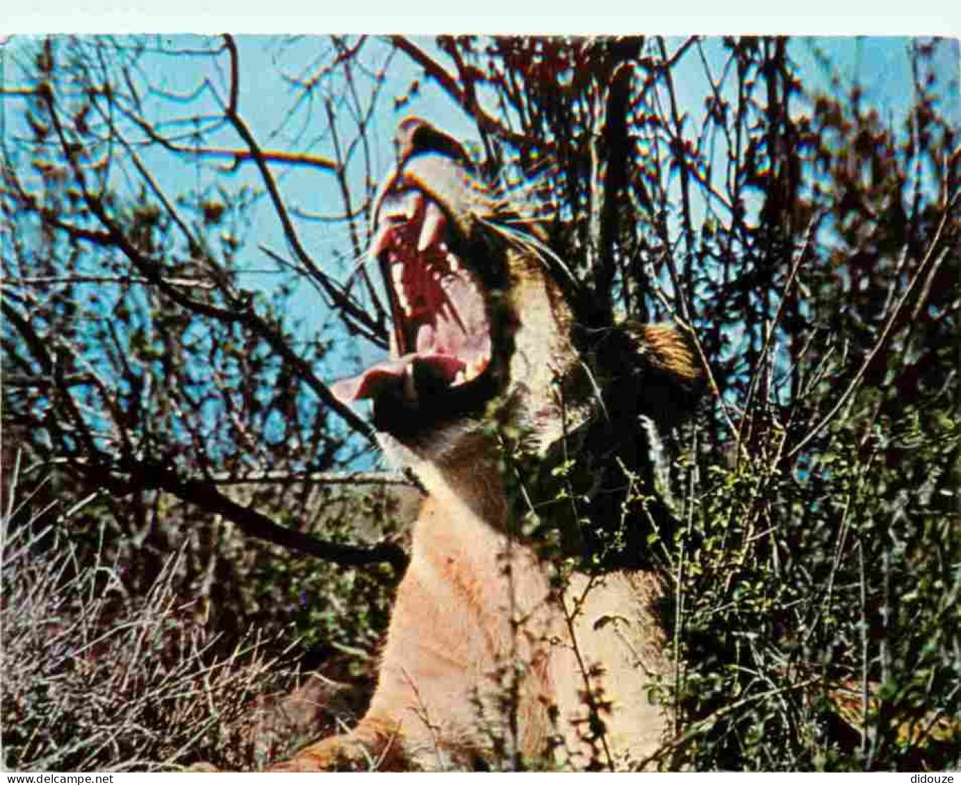 Animaux - Fauves - Lion - Afrique - Malawi - CPM - Voir Scans Recto-Verso - Leoni