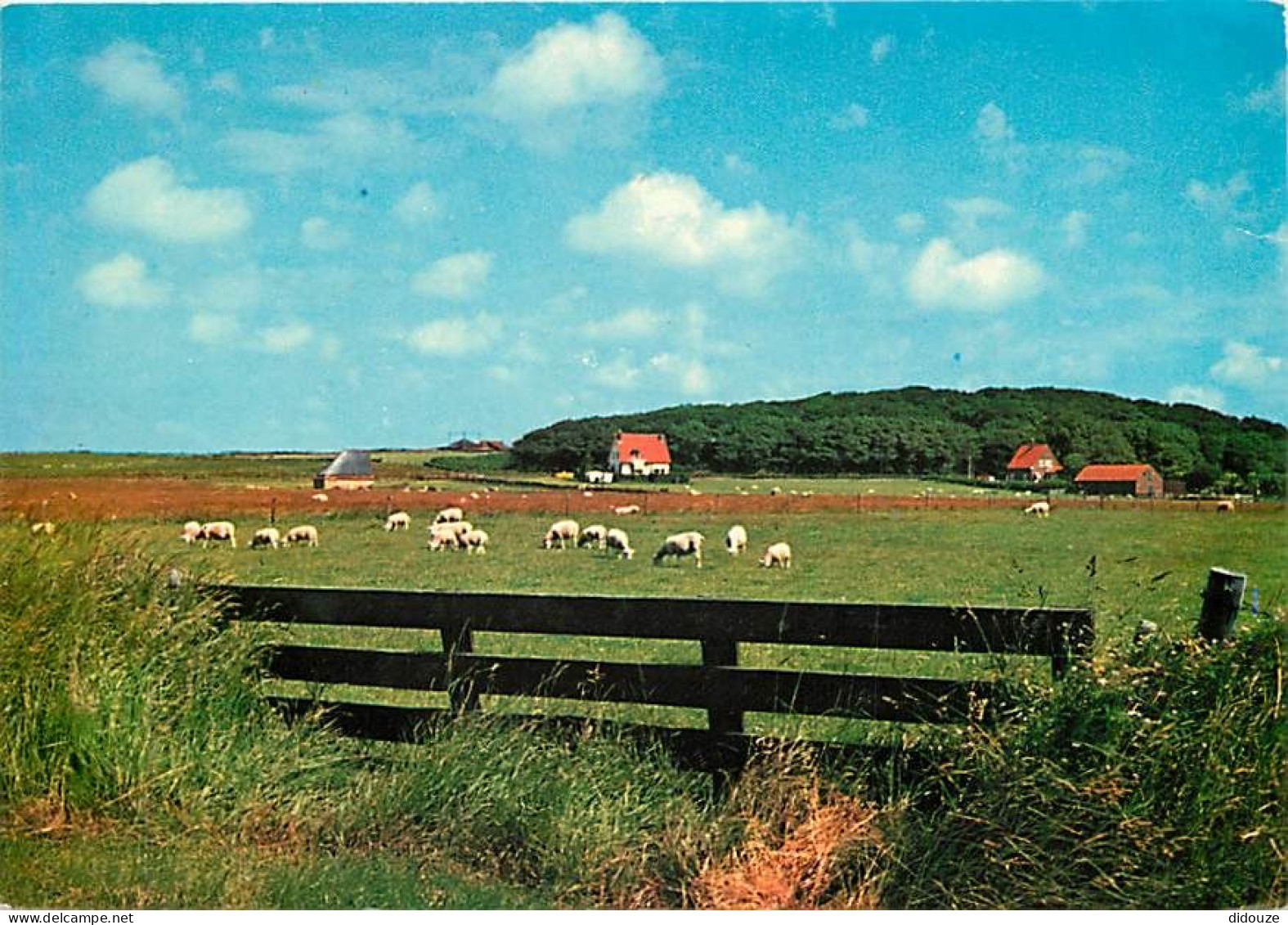 Pays-Bas - Nederland - Texel - CPM - Voir Scans Recto-Verso - Texel