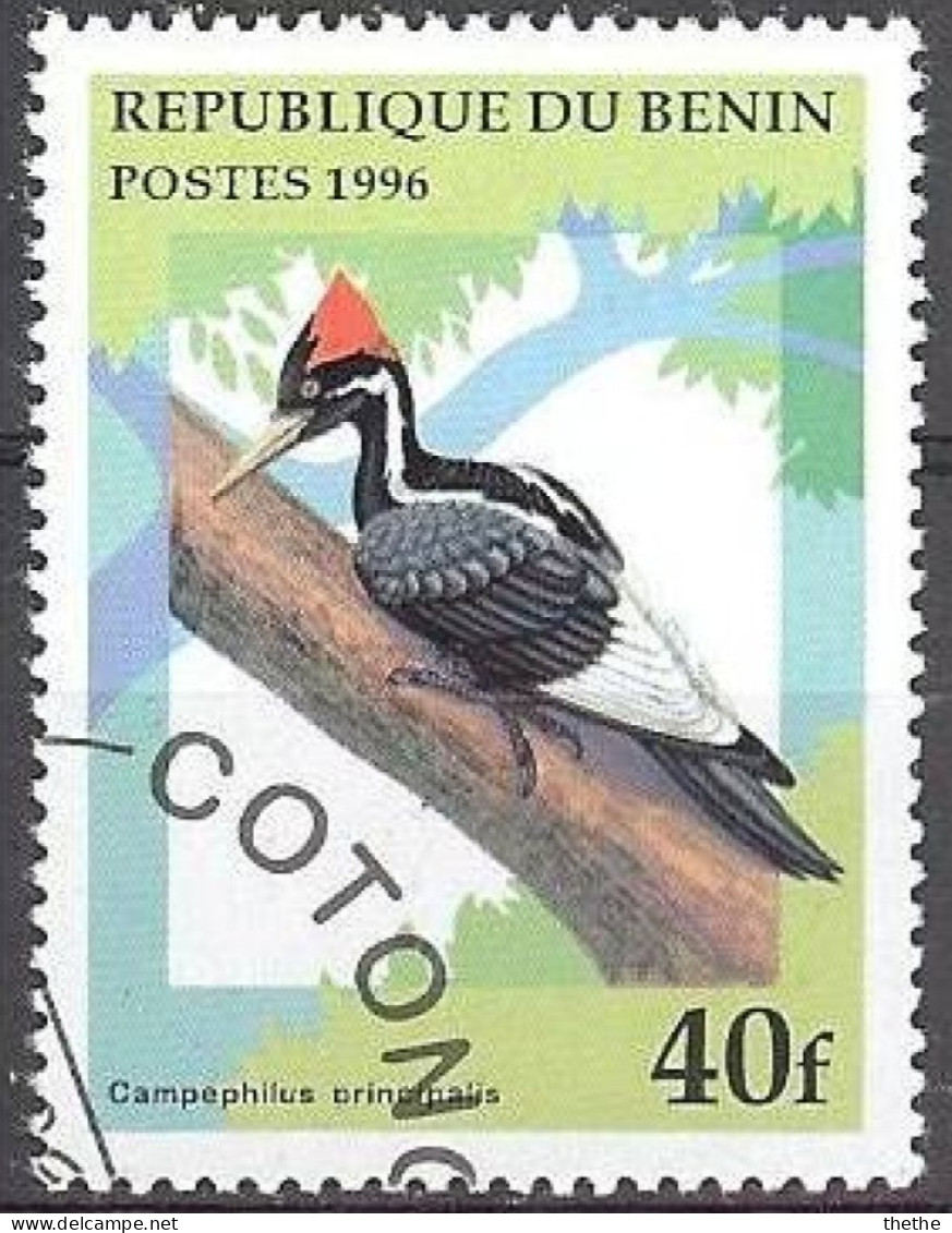 BENIN -  Pic à Bec Ivoire (Campephilus Principalis) - Piciformes (pájaros Carpinteros)