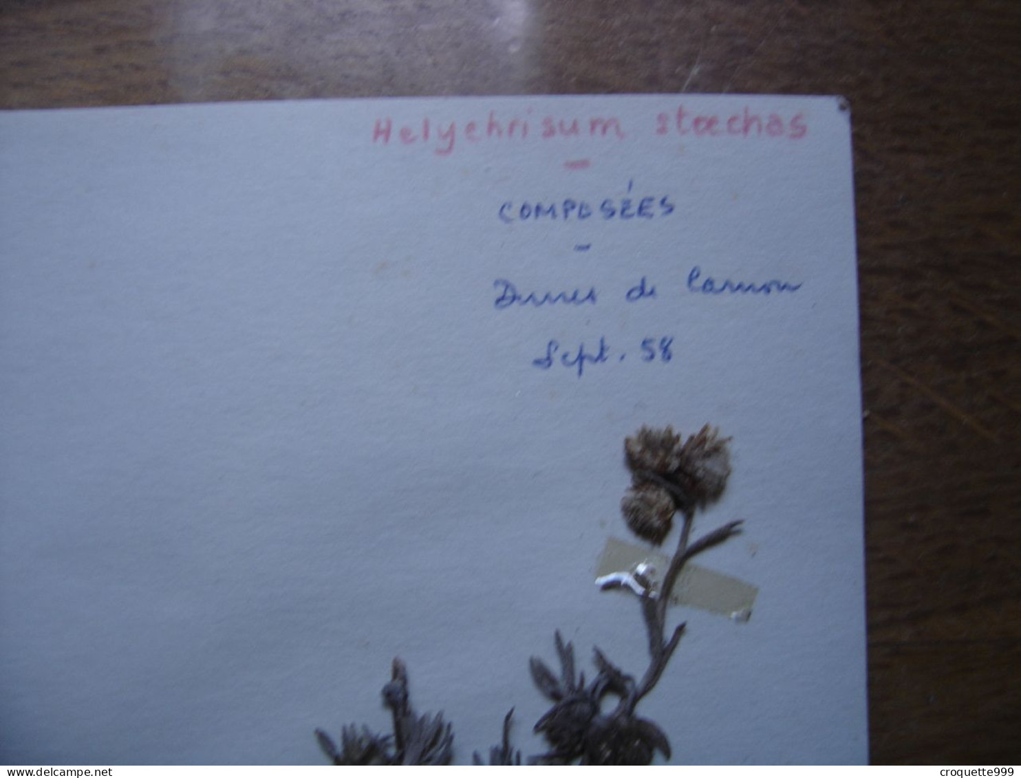 Annees 50 PLANCHE D'HERBIER Du Gard Herbarium Planche Naturelle 4 - Arte Popular