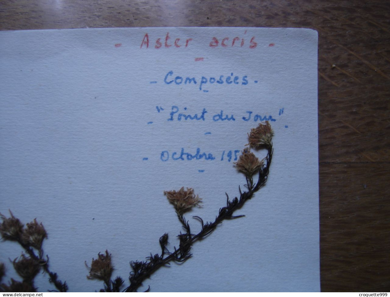 Annees 50 PLANCHE D'HERBIER Du Gard Herbarium Planche Naturelle 8 - Arte Popolare