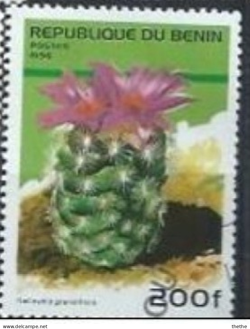BENIN -  Cactus - Nelloydia Grandiflora - Cactus