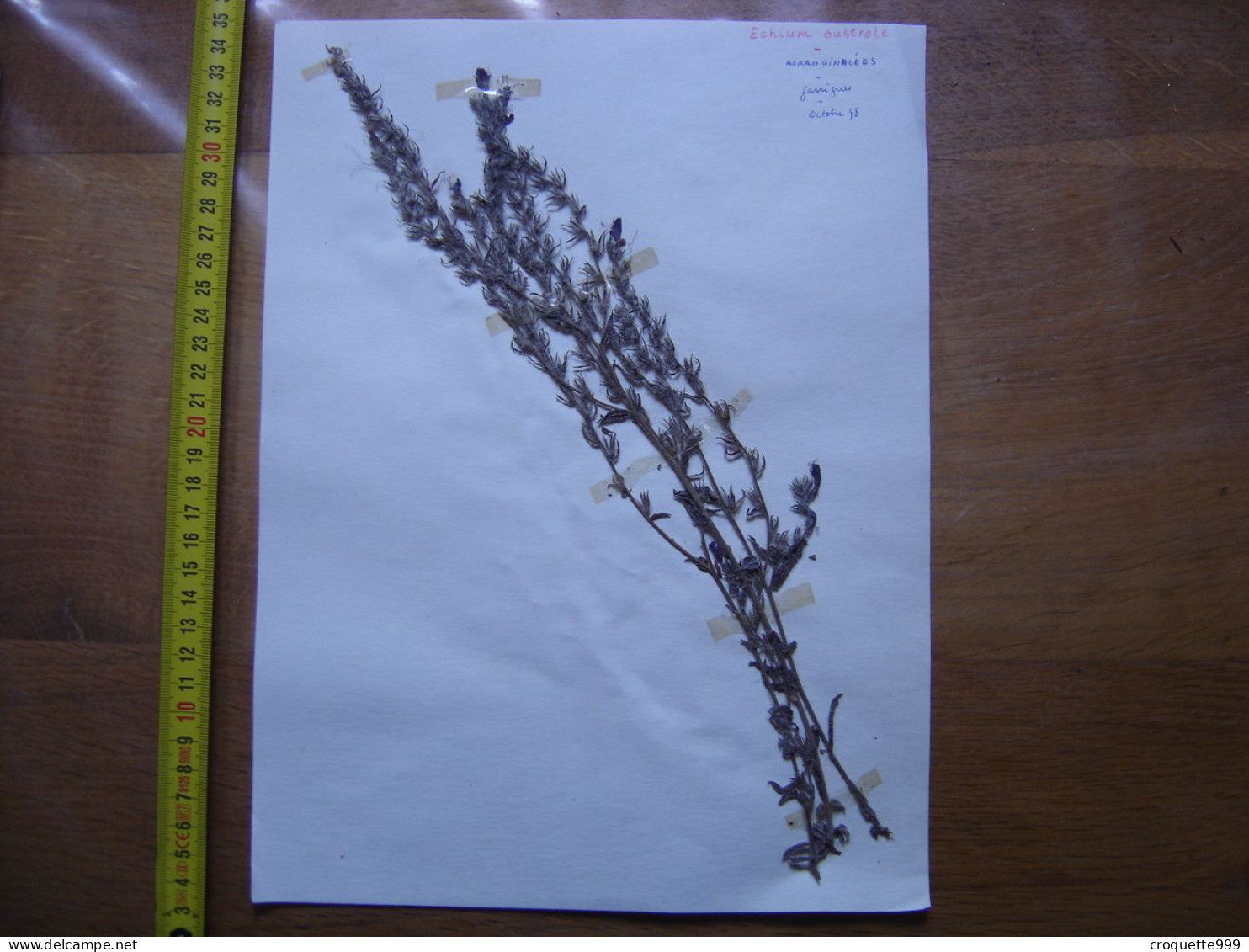 Annees 50 PLANCHE D'HERBIER Du Gard Herbarium Planche Naturelle 19 - Art Populaire