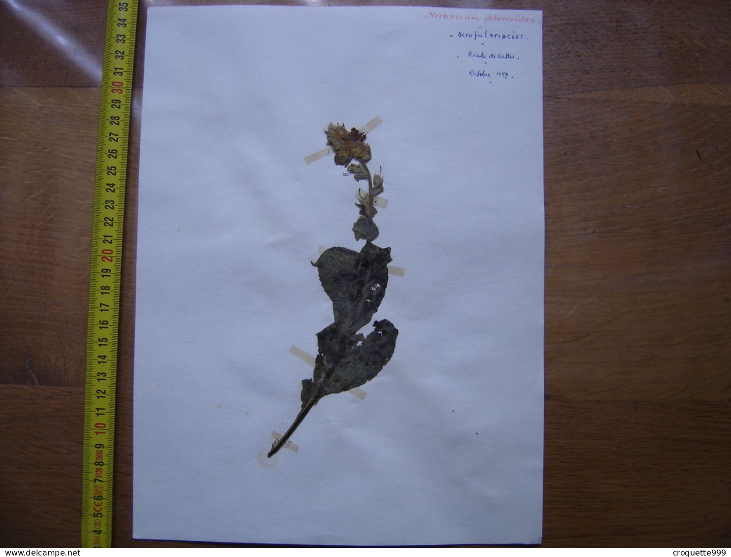 Annees 50 PLANCHE D'HERBIER Du Gard Herbarium Planche Naturelle 24 - Arte Popolare